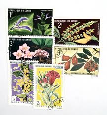 Image result for Cogniauxia