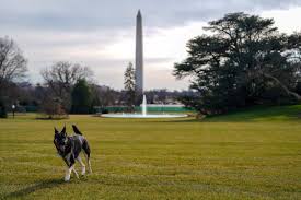 President joe biden announced on saturday the death of his dog champ. First Dog Major Back At White House After Post Bite Training Reuters