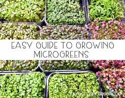 Easy Guide To Growing Microgreens The Micro Gardener