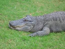 3 ma ecco che compare un coccodrillo con la bocca spalancata e il papà grida al piccolo di tornare subito a riva. Carne Di Coccodrillo L Italia Chiede Norme Ue Agronotizie Zootecnia