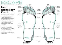 free foot reflexology charts 35 free printables word pdf