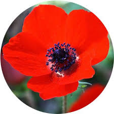 We did not find results for: 41 Types Of Red Flowers Proflowers Blog