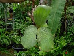 Image result for parožnatka Platycerium