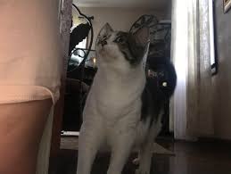 This is a great way to communicate your love to your cat. My Cat He Is Simon I Love Him Aww