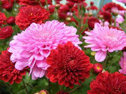 Pin On Flowers
