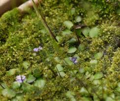 Image result for Genlisea subglabra