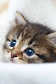 Sie sind faszinierende kleine geschöpfe und wer eine weibliche katze besitzt, spielt auch das korrekte streicheln des katzen babys will gelernt sein. 31 Baby Katzen Baby Katzen Katzenbabys Niedliche Katzchen