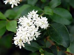 6 7 only plants that grow in water bear flowers. The Sweet Smell Of Texas