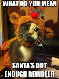 Funny Christmas Cat Memes
