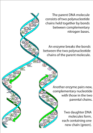 Please update your bookmarks accordingly. 4 3 Dna Structure And Replication Biology Libretexts