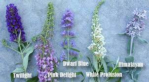 The Butterfly Bush A Deciduous Shrub Cutting Plant Propagation Reports