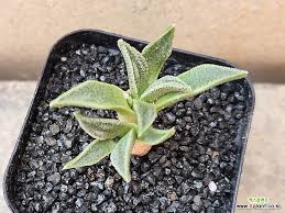 Image result for Nananthus aloides