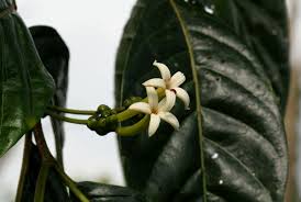 Image result for Morinda lucida