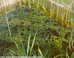 Image result for Aldrovanda