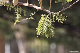 Image result for Acacia hebeclada