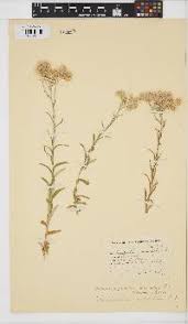 Image result for Pseudoconyza viscosa