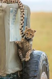 Paniculata Macrophylla Quercifolia Difficile De S Y Retrouver Parmi Toutes Ces Varietes D Hydrangea Stephane Marie Le Jardi Animals Animals Wild Wild Cats