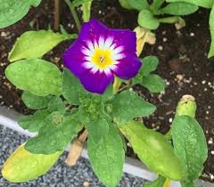 Check spelling or type a new query. Plant With Purple White Yellow Flower Biology Stack Exchange
