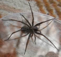 Wenn der herbst kommt, ist auch die winkelspinne auf dem vormarsch. Datei Ruhland Grenzstr 3 Grosse Winkelspinne Eratigena Atrica Weibchen Im Wintergarten Fruhling 01 Jpg Wikipedia