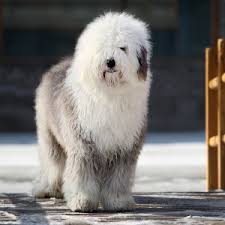 Touch device users, explore by. Old English Sheepdog Facts Wisdom Panel Dog Breeds