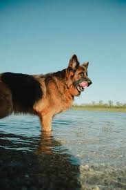 Long haired german shepherd puppies. 12 Things You Should Know About The Long Haired German Shepherd Your Dog Advisor