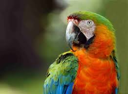 8 top loudest parrots often kept as pets