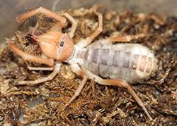 The camel spider (aka wind scorpion spider, sun spider) is mostly found in the southwest us & southern africa. Windscorpions Sunspiders Of Colorado 5 589 Extension
