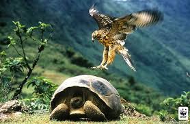 galapagos tortoise and hawk galapagos tortoise galapagos islands animals galapagos islands