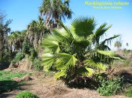Image result for Washingtonia