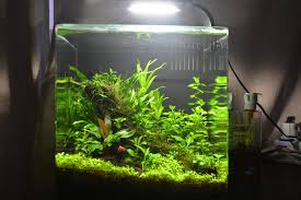 We would like to show you a description here but the site won't allow us. How To Prepare Grow And Care For Java Fern