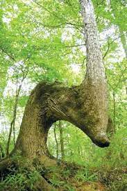 This Tree Is Said To Be A Marker Tree That The American Indians Used To Find Their Way In The Forest And Along Rivers Tree Nature Tree Beautiful Tree