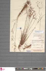 Image result for Bulbostylis pusilla