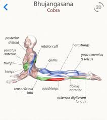 Pin By Ann Al On Sublime Yoga Yoga Muscles Yoga Anatomy Yoga Motivation
