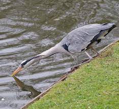 Pond protector floating cover net water fish guard grid cat cats heron herons. Best Heron Deterrent For Ponds 2021 Cheap Easy Methods Pond Informer