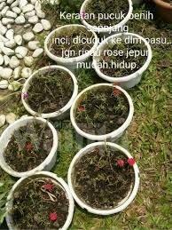 Film semi terbaru 2021‼ suami bekerja istri selingkuh dengan pria lain. Kelab Peminat Rose Jepun Ini 3 Cara Mudah Nak Bagi Bunga Merimbun Kembang Satu Taman Mingguan Wanita
