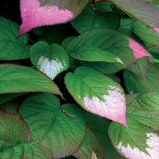 Image result for Actinidiaceae