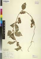 Image result for Marsdenia schimperi