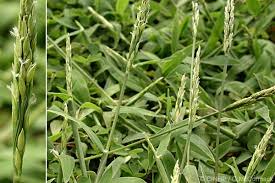 Image result for Urochloa arrecta