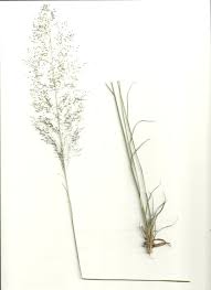 Image result for Sporobolus festivus