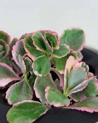 Image result for Kalanchoe dyeri