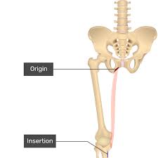 Image result for Laggera gracilis