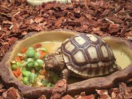 Sulcata tortoises will drink standing water out of a water bowl. How To Care For Your Sulcata Tortoise Tortoise Food Sulcata Tortoise Baby Tortoise