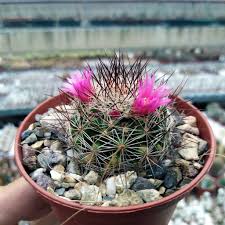 Red cactus flower buds (mammillaria). Mammillaria Gracilis Hybr Antje Uhlig Kakteen More Than 5 000 Different Species
