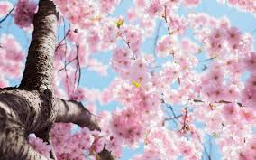 Check out amazing sakura_tree artwork on deviantart. Sakura Trees Aesthetic Ps4 Wallpapers Wallpaper Cave