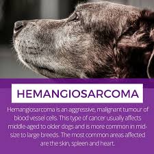 Those are all classic signs. 14 Our Dog Mookie Ideas Dogs Cane Corso Mastiff Cane Corso Italian Mastiff