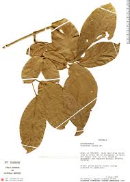 Image result for Tanaecium