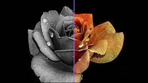 → online turn multiple photos to black & white, without installing any programs (software). Best 4 Free Online Tools To Convert Black And White Photos To Color