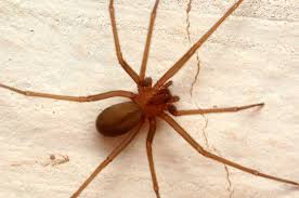 Assassina), da família dos ctenídeos. Sergipe Acompanha Estatistica Nacional Em Casos De Picada De Aranha Marrom F5 News Sergipe Atualizado