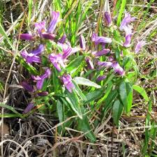 Image result for Swertia welwitschii