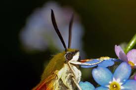 Es ist ein hummelschwärmer (hemaris fuciformis) sieht fast wie ein taubenschwänzchen aus. Hummelschwarmer Hemaris Fuciformis Www Natur In Nrw De